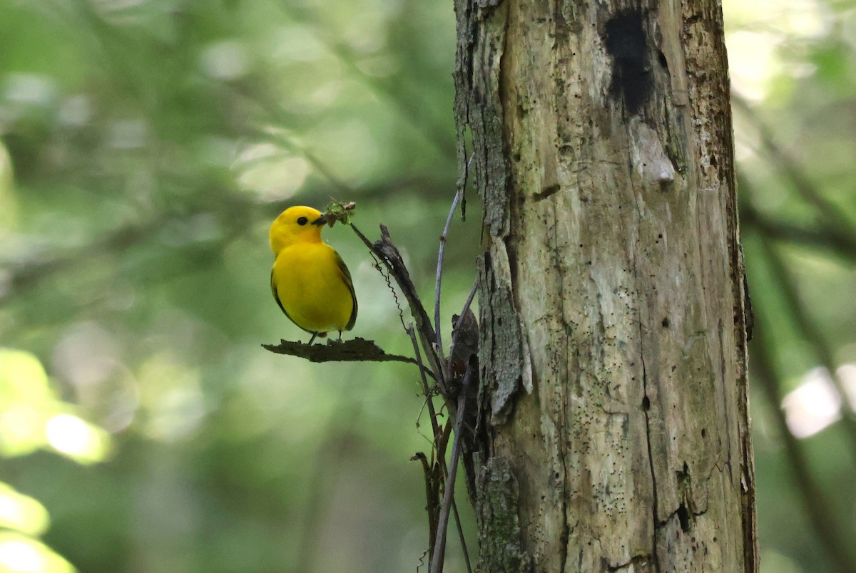Prothonotary Warbler - ML618295883