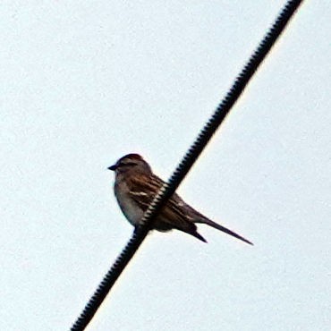 Chipping Sparrow - ML618295891