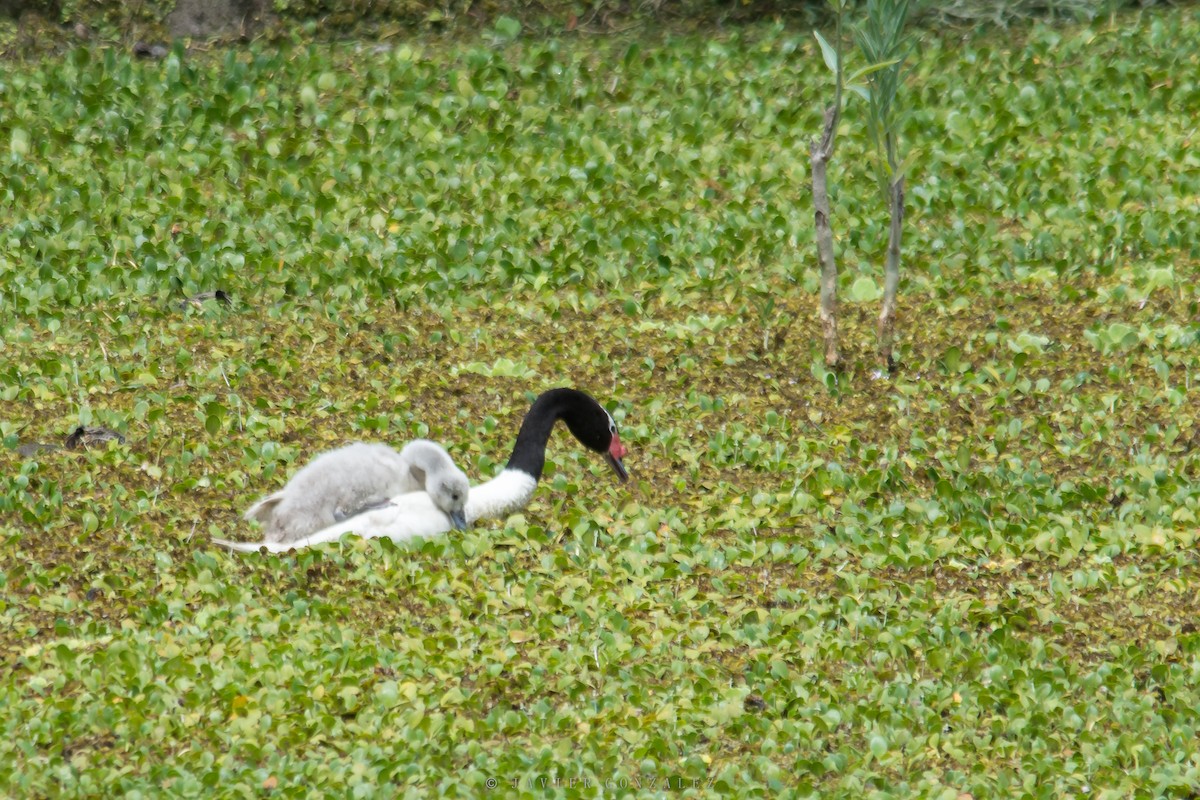 Black-necked Swan - ML618295897