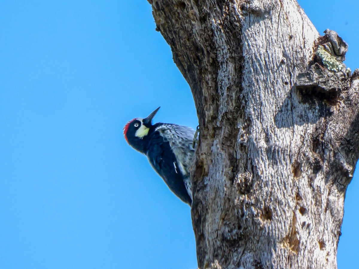 Acorn Woodpecker - ML618295901