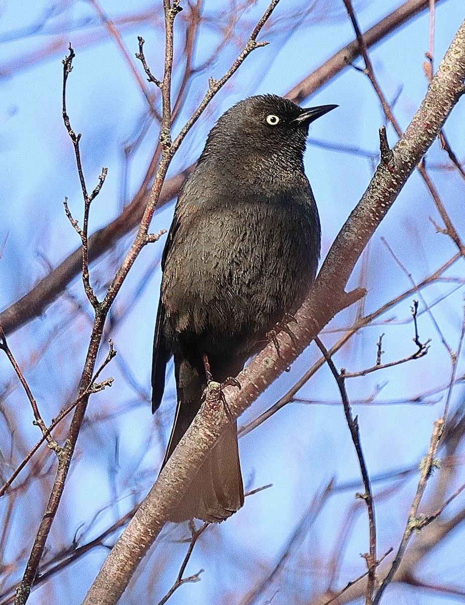 Rusty Blackbird - ML618295902