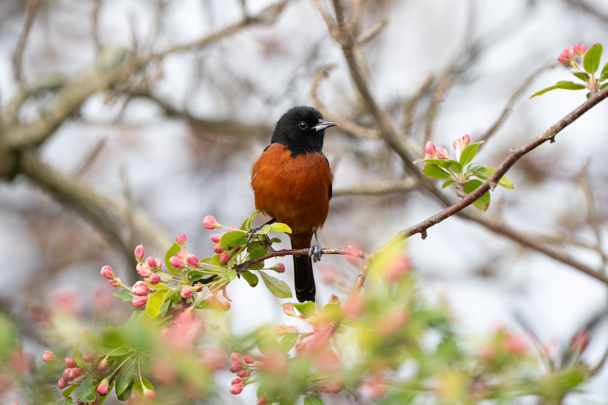 Orchard Oriole - ML618295904