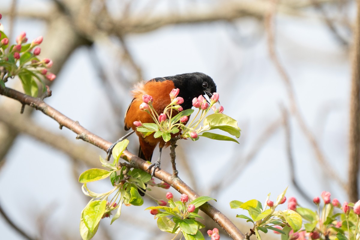 Orchard Oriole - ML618295905