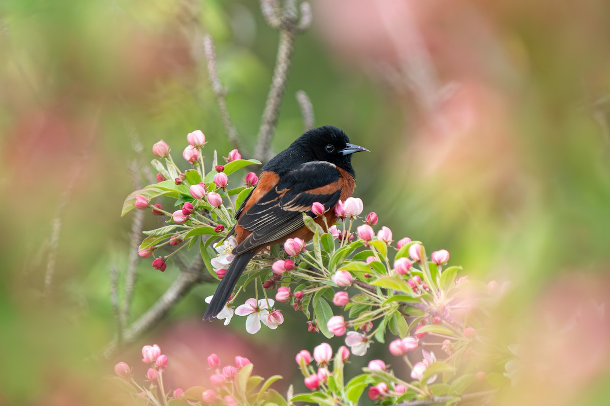 Orchard Oriole - ML618295906