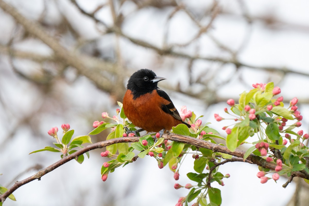 Orchard Oriole - ML618295907