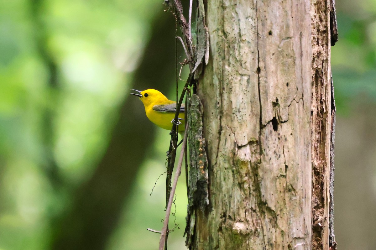 Prothonotary Warbler - ML618295910