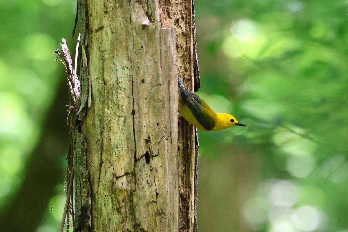 Prothonotary Warbler - ML618295911