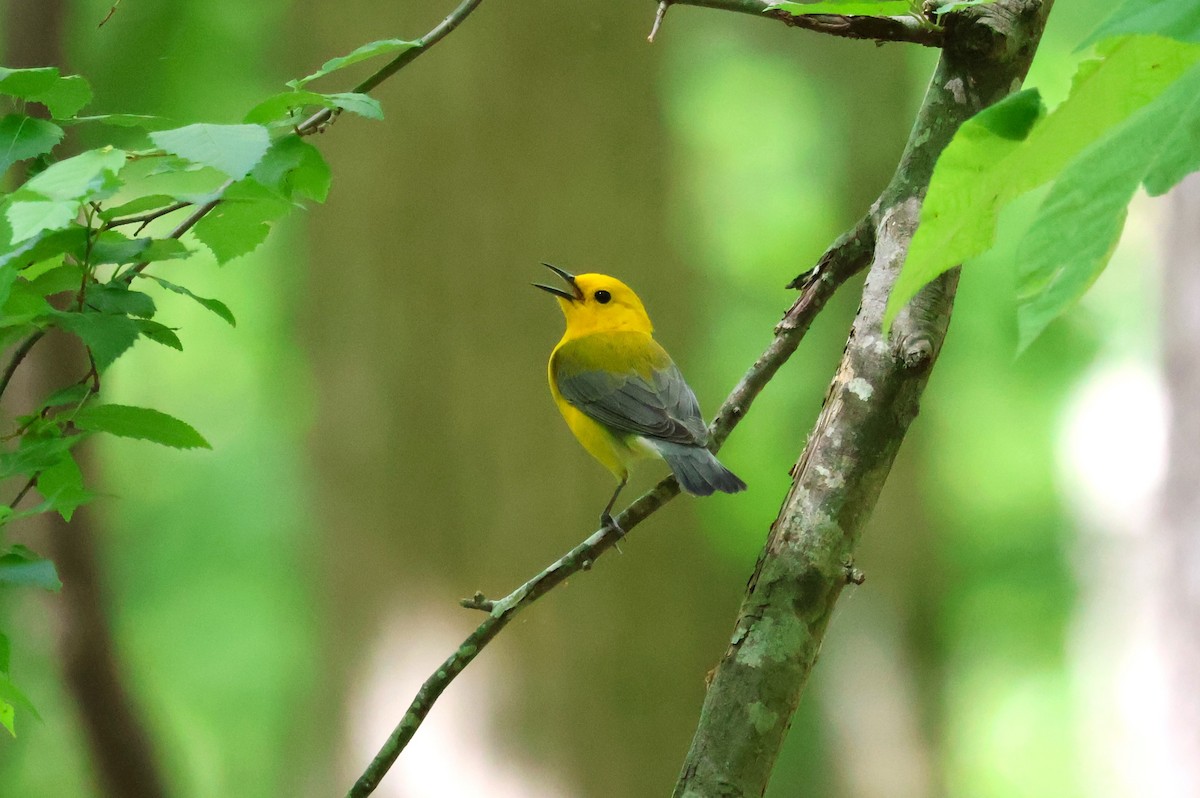 Prothonotary Warbler - ML618295924