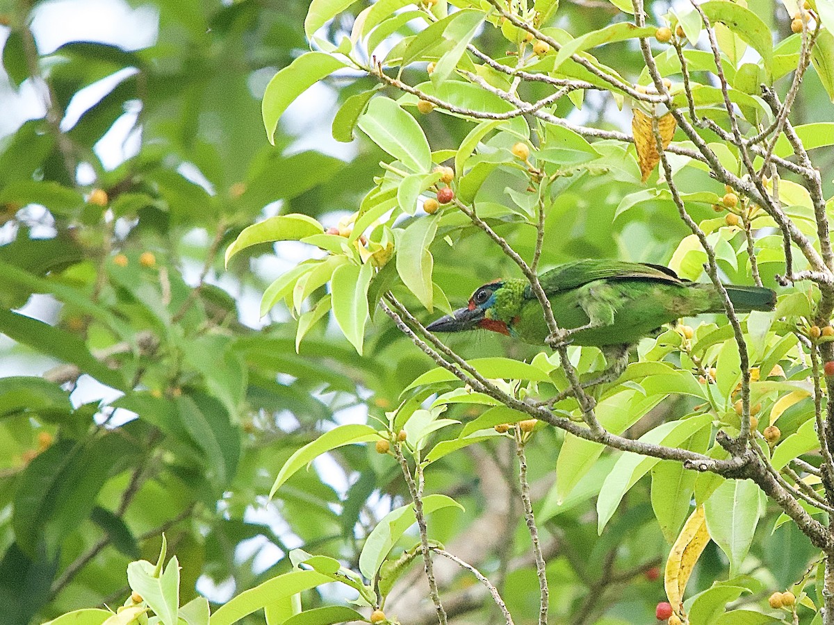 Red-throated Barbet - ML618295925