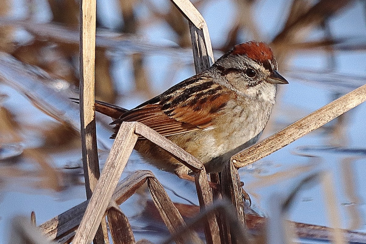 Swamp Sparrow - ML618295943