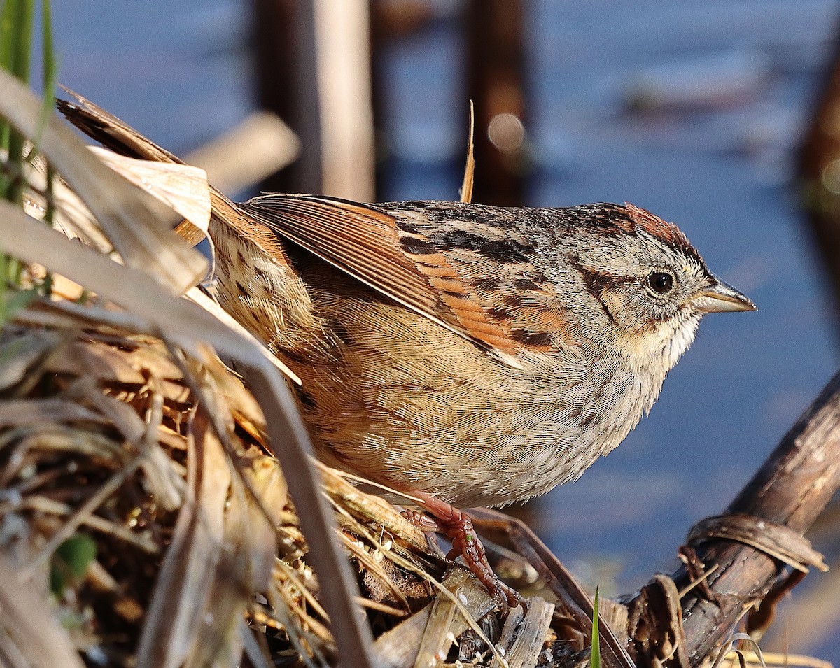Swamp Sparrow - ML618295944