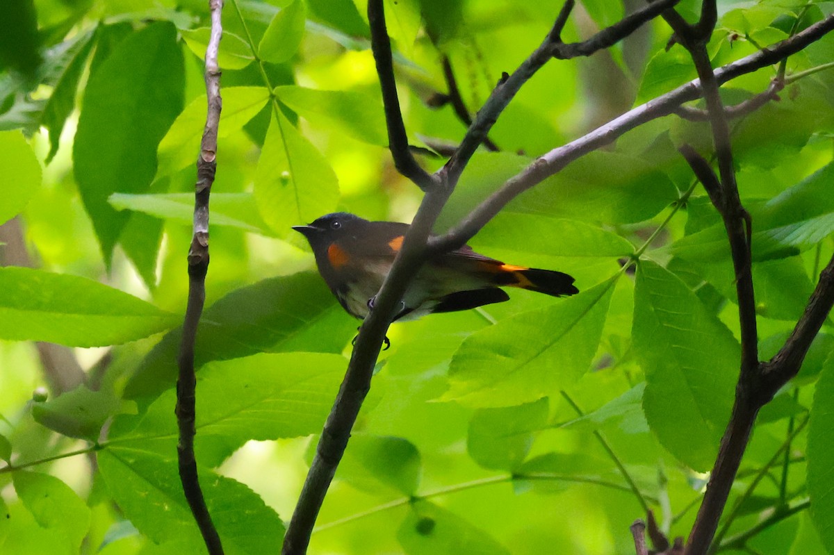 American Redstart - Tricia Vesely