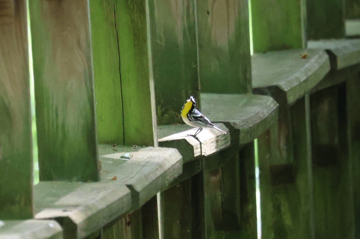 Yellow-throated Warbler - ML618295972