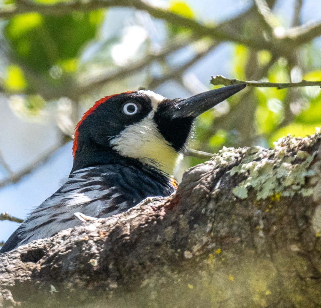 Acorn Woodpecker - ML618295989