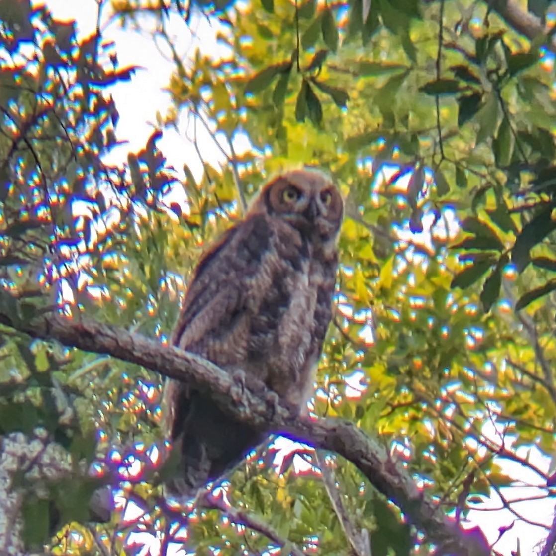Great Horned Owl - ML618295993