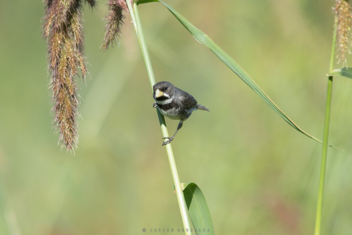 Double-collared Seedeater - ML618296015