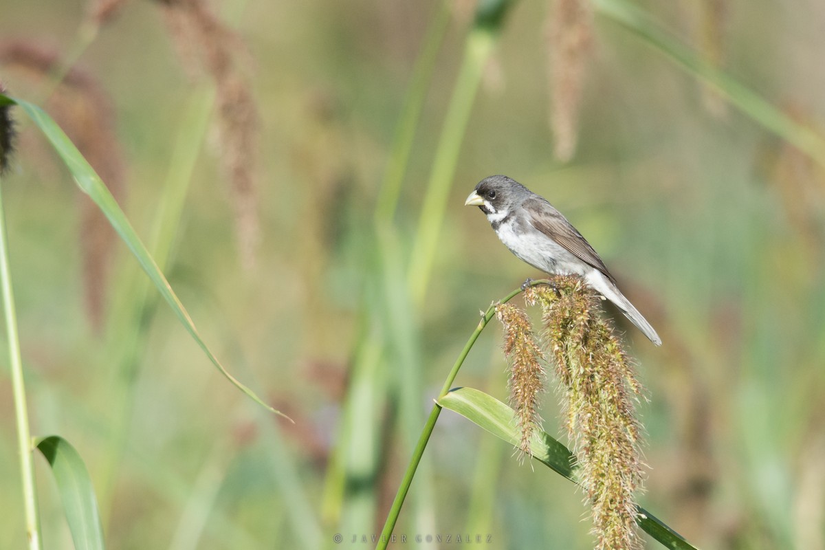 Double-collared Seedeater - ML618296016