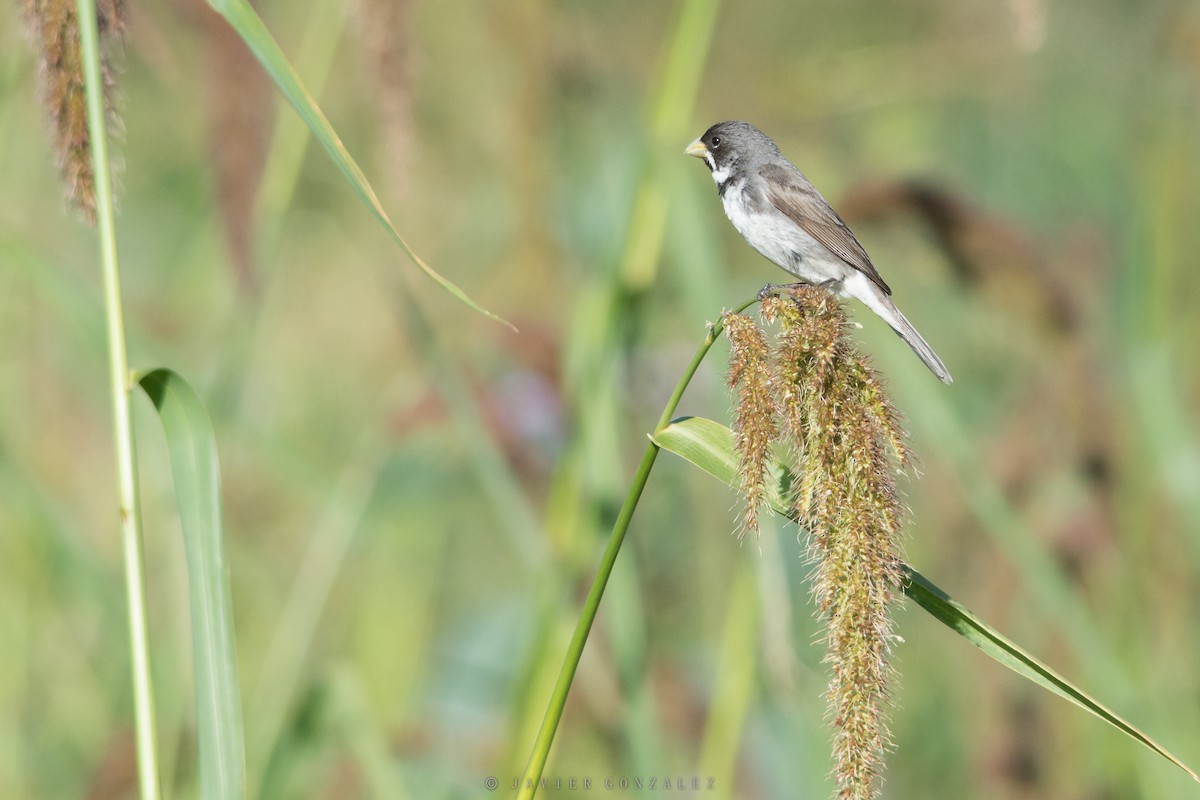 Double-collared Seedeater - ML618296021