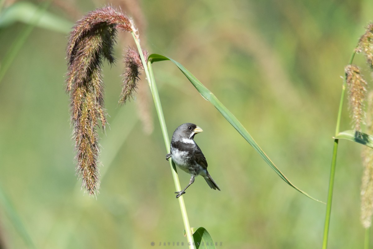 Double-collared Seedeater - ML618296022