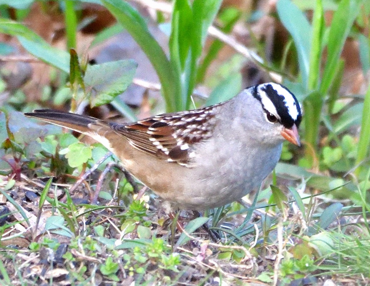 White-crowned Sparrow - ML618296024