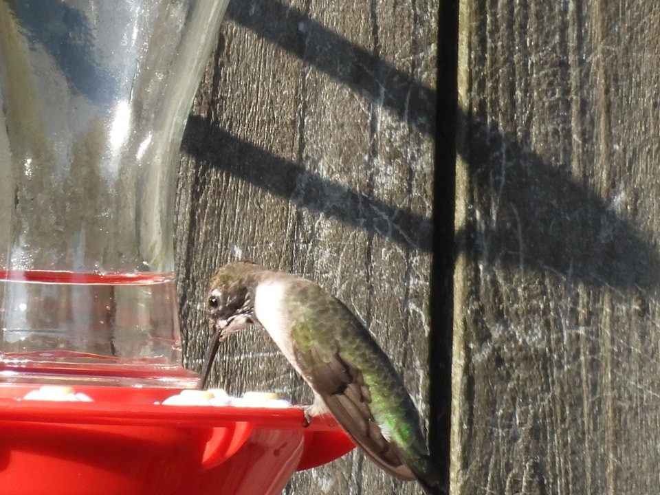 Black-chinned Hummingbird - ML618296041