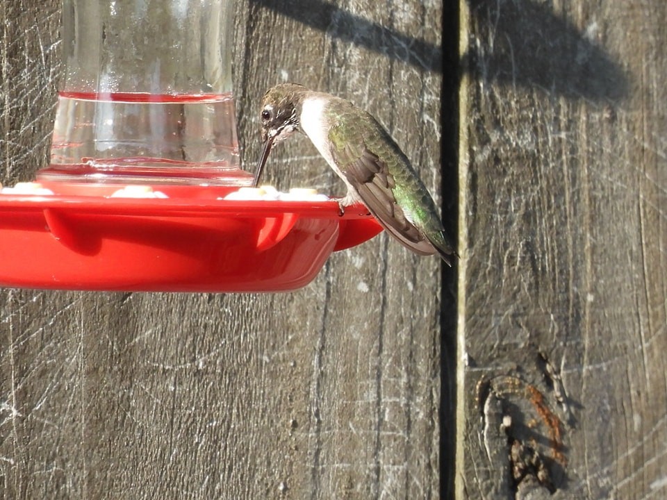 Black-chinned Hummingbird - ML618296042