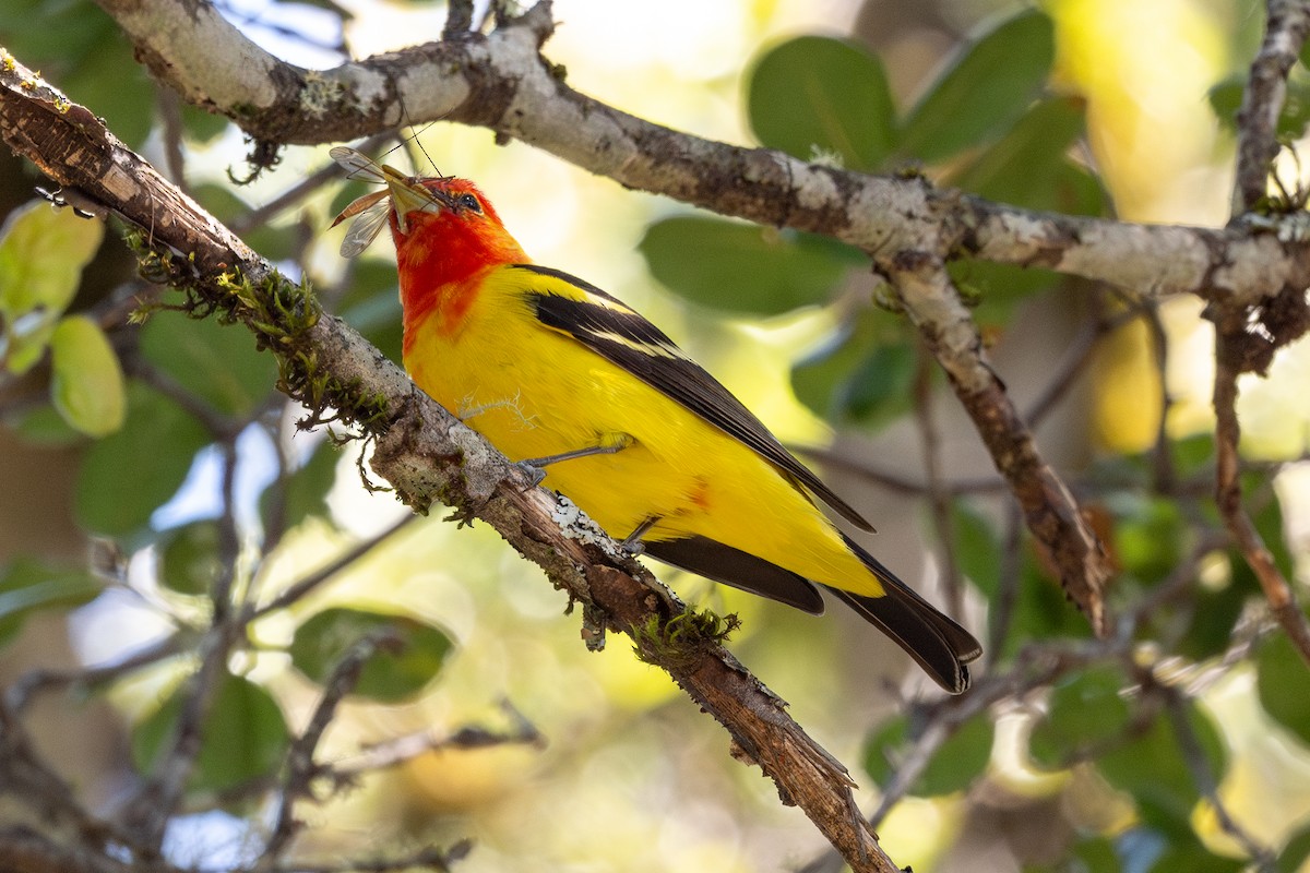 Western Tanager - ML618296056