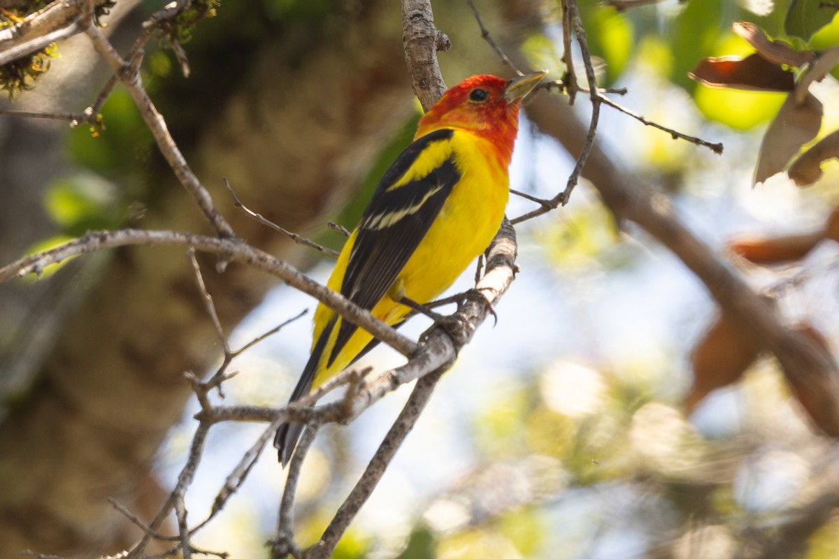 Western Tanager - ML618296058