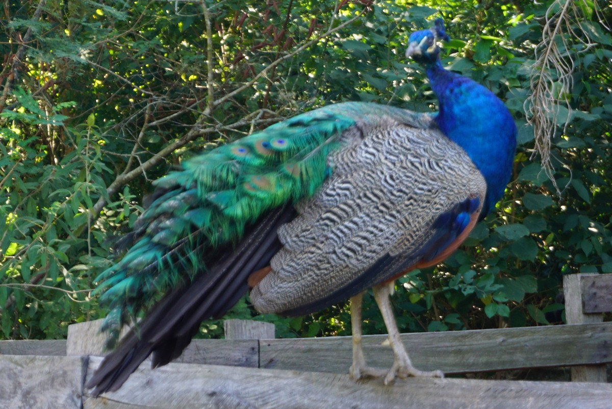 Indian Peafowl (Domestic type) - ML618296088