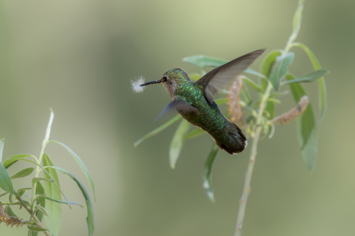 Anna's Hummingbird - ML618296104