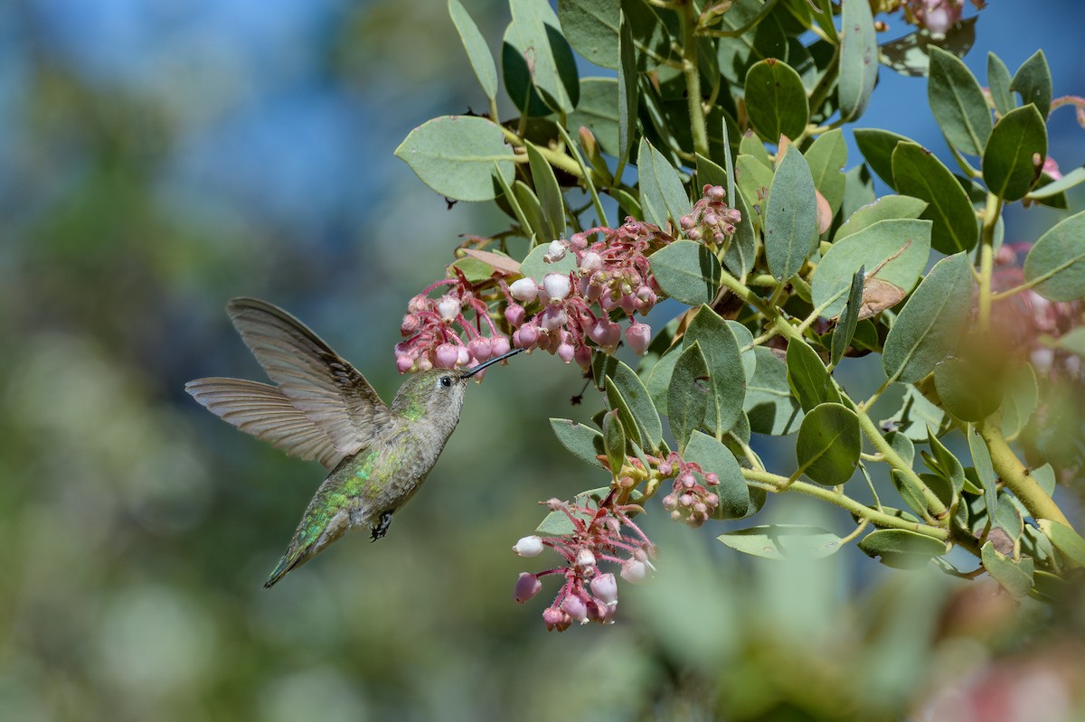 Anna's Hummingbird - Michael Smith