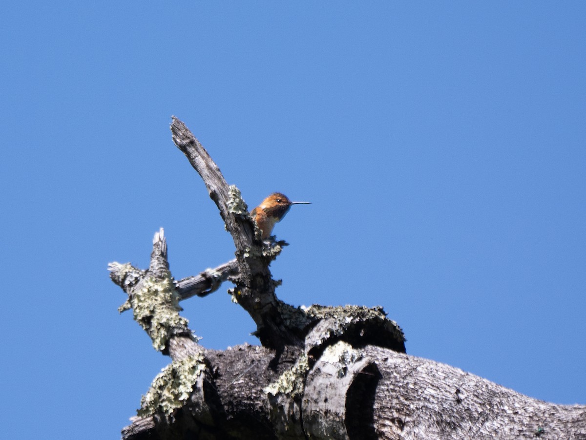 Rufous/Allen's Hummingbird - ML618296134