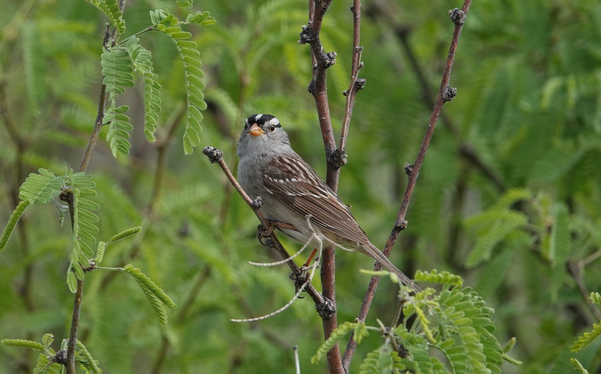White-crowned Sparrow - Danette Henderson