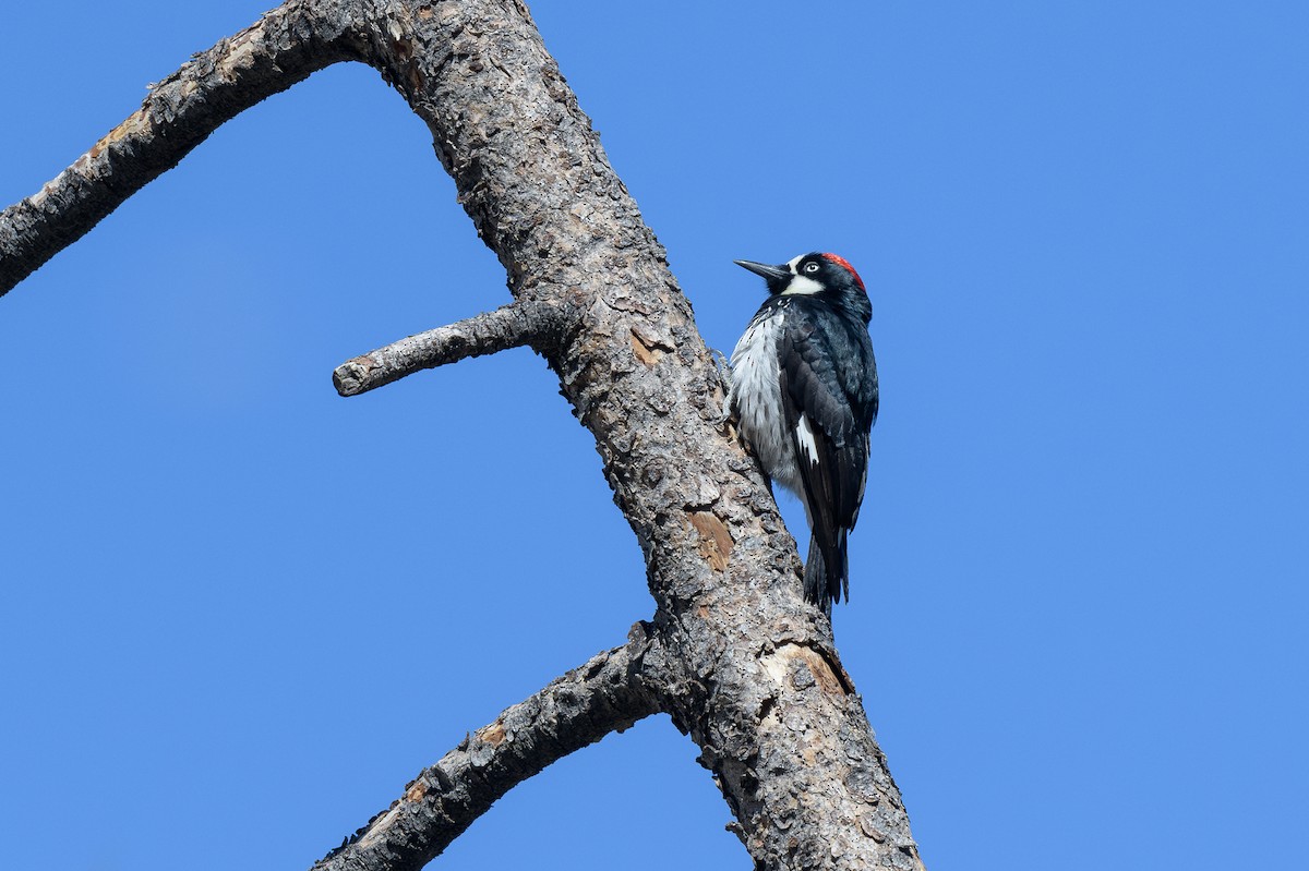 Acorn Woodpecker - ML618296139