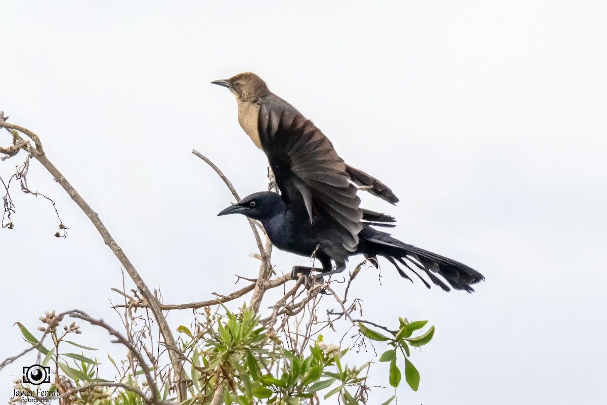 Great-tailed Grackle - ML618296154