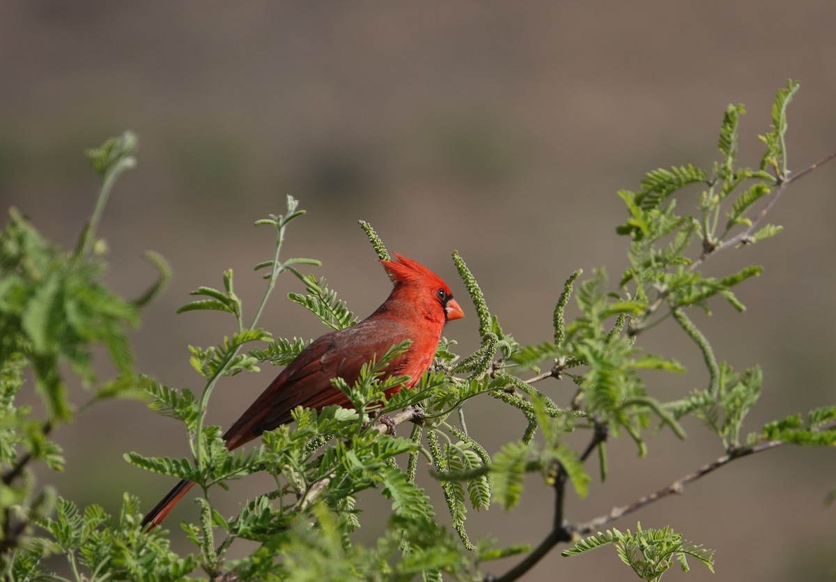 Cardinal rouge - ML618296171