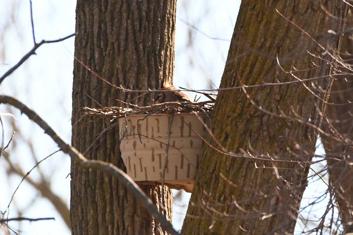 Great Horned Owl - ML618296177