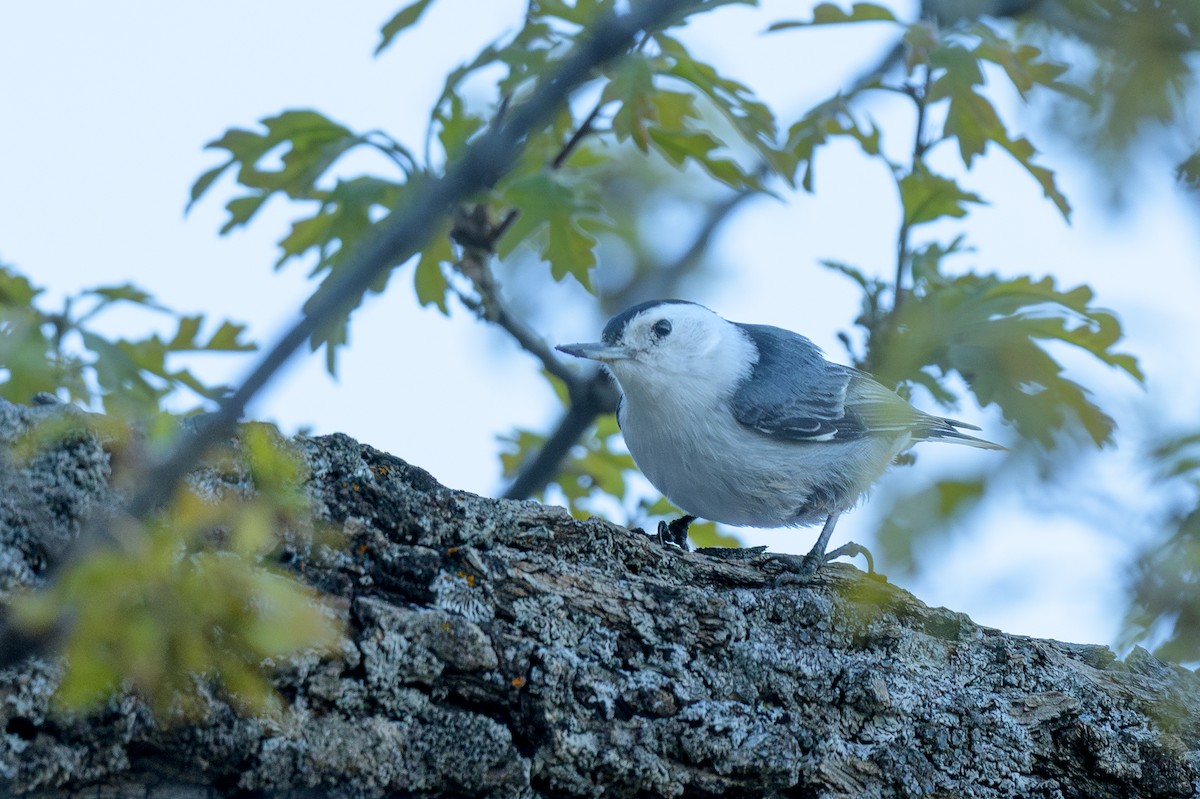 White-breasted Nuthatch - ML618296180