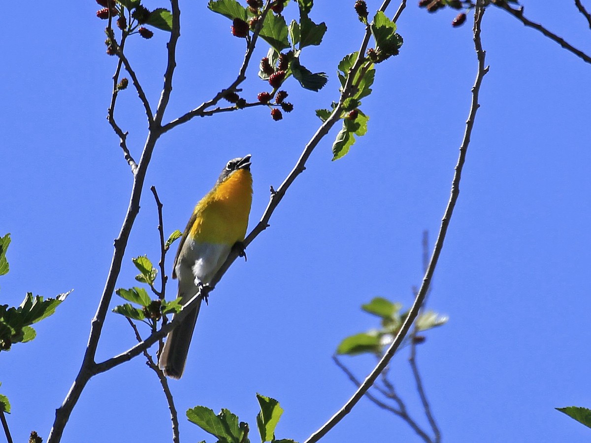 Yellow-breasted Chat - ML618296181