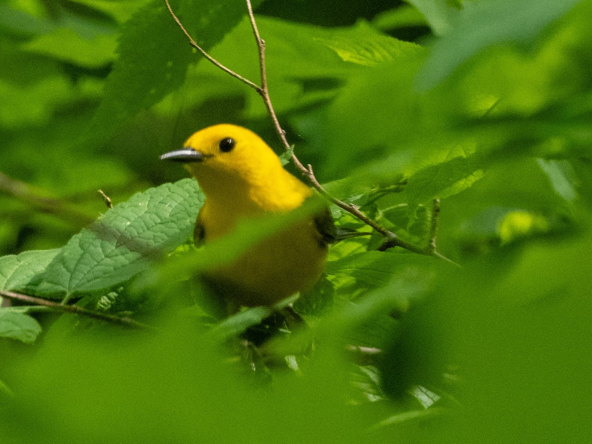 Prothonotary Warbler - ML618296185