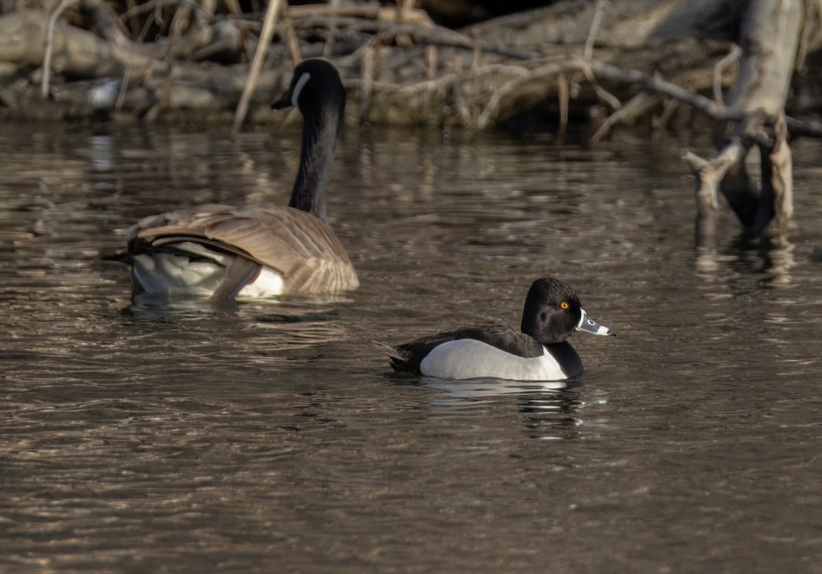 Ring-necked Duck - Tony Peterson