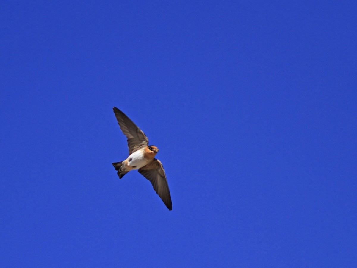 Cave Swallow - ML618296196