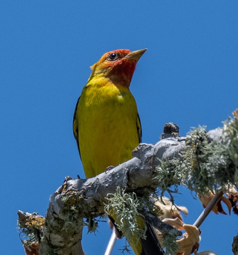 Western Tanager - ML618296227
