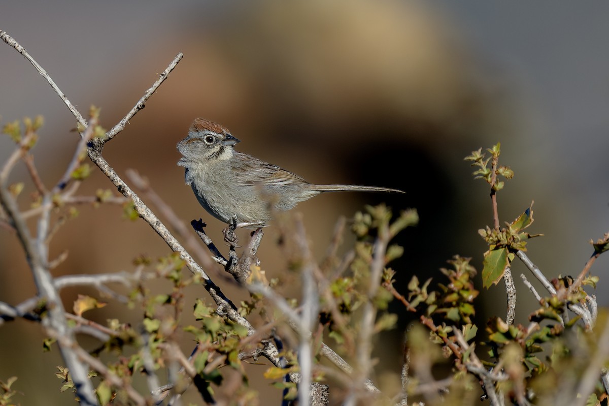 Rufous-crowned Sparrow - ML618296239