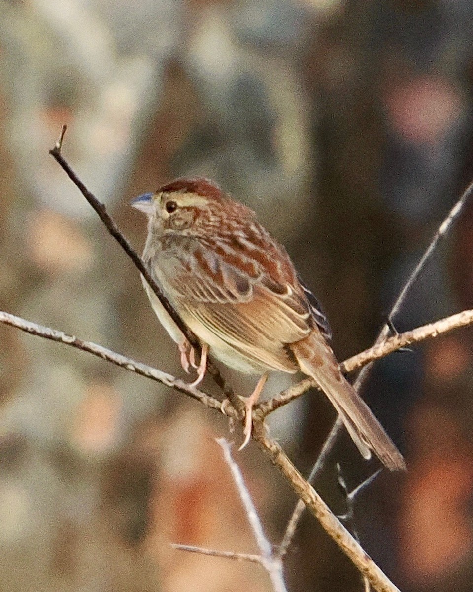 Bachman's Sparrow - ML618296251