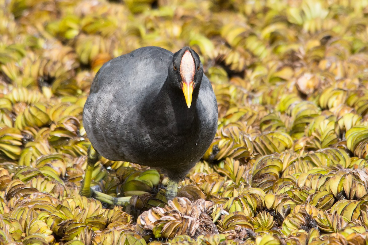 Red-fronted Coot - ML618296257