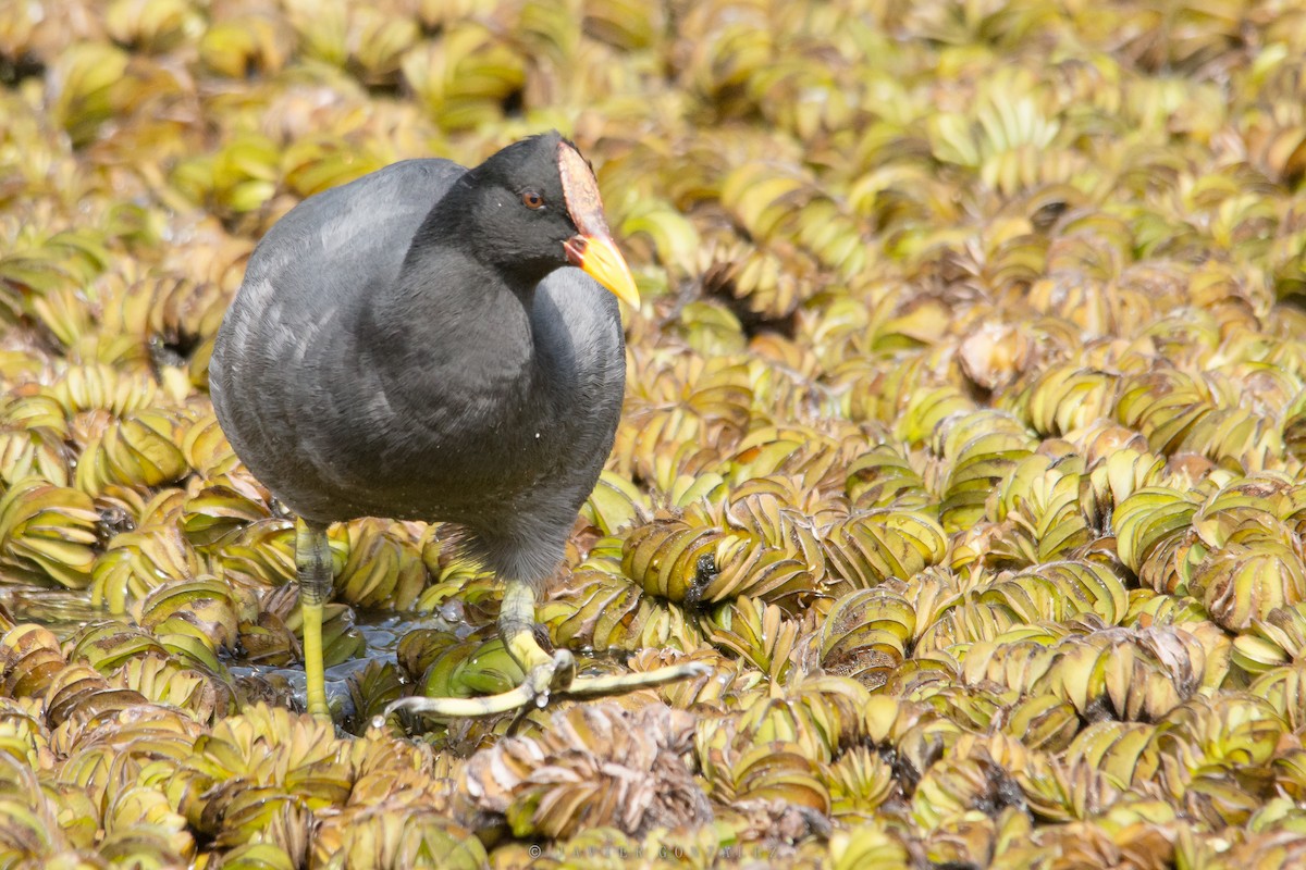 Red-fronted Coot - Javier González