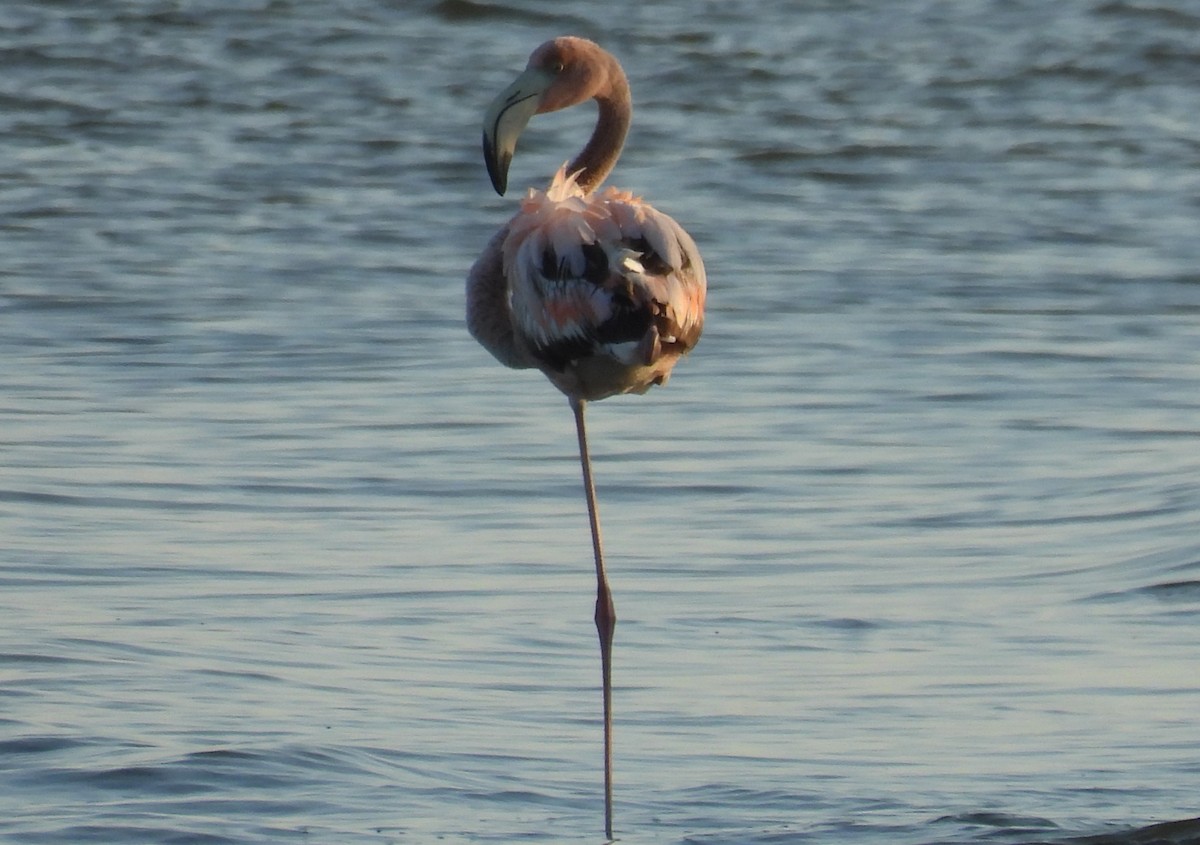 American Flamingo - Lisa Schibley