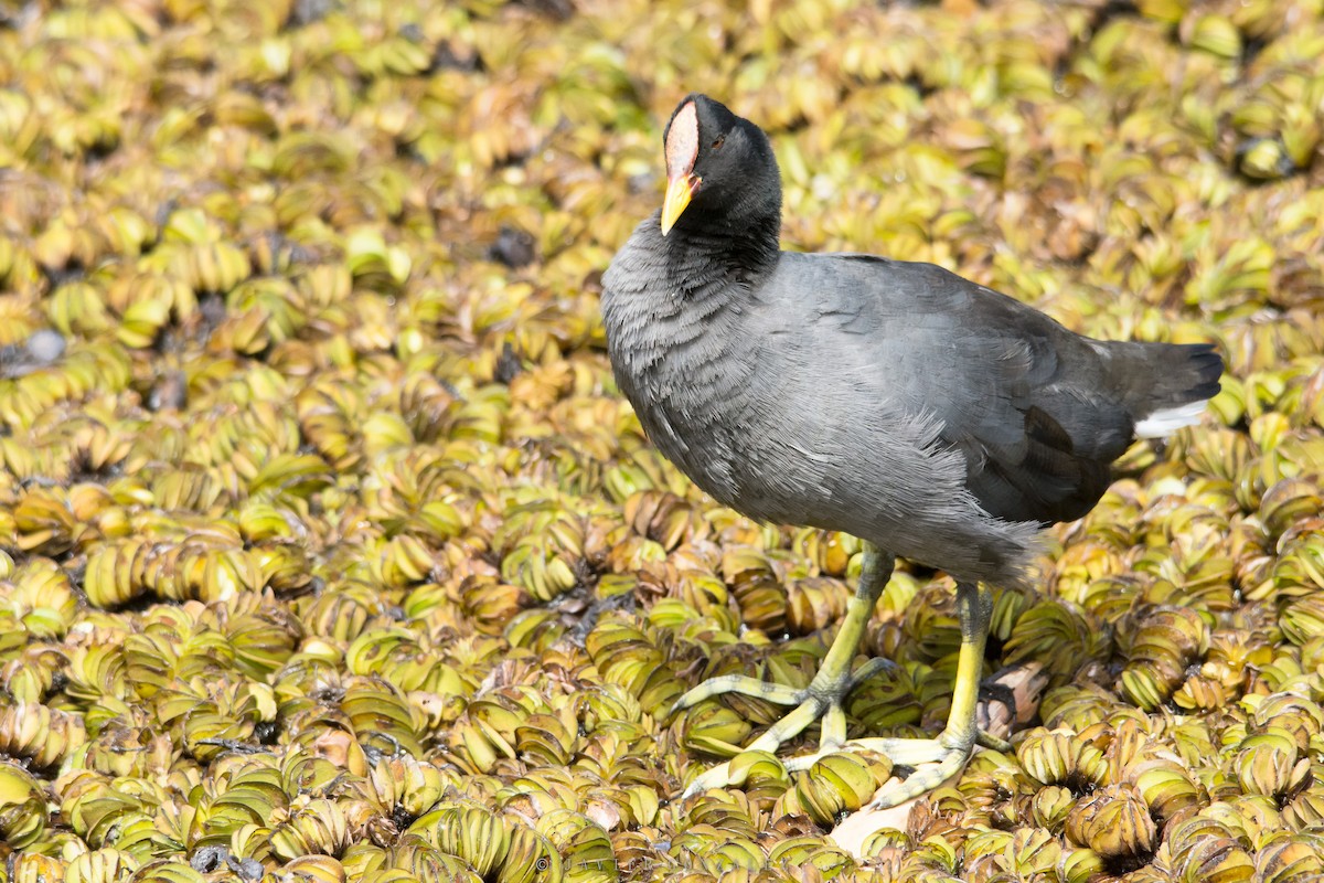 Red-fronted Coot - ML618296261
