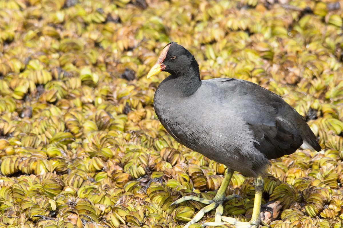 Red-fronted Coot - Javier González